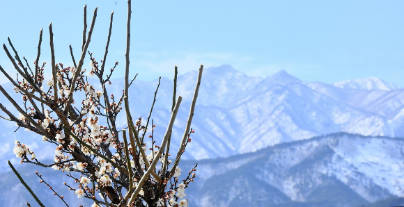 지난 8일 강원 속초 시내에 꽃망울을 터뜨린 매화 뒤로 눈 덮인 설악산이 보인다. [사진=속초시]