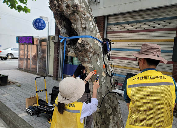 (가로수)수간, 뿌리부 동공형성 여부 등 수목 정밀진단(비파괴기법)을 실시하고 있는 장면. [사진=산림청]