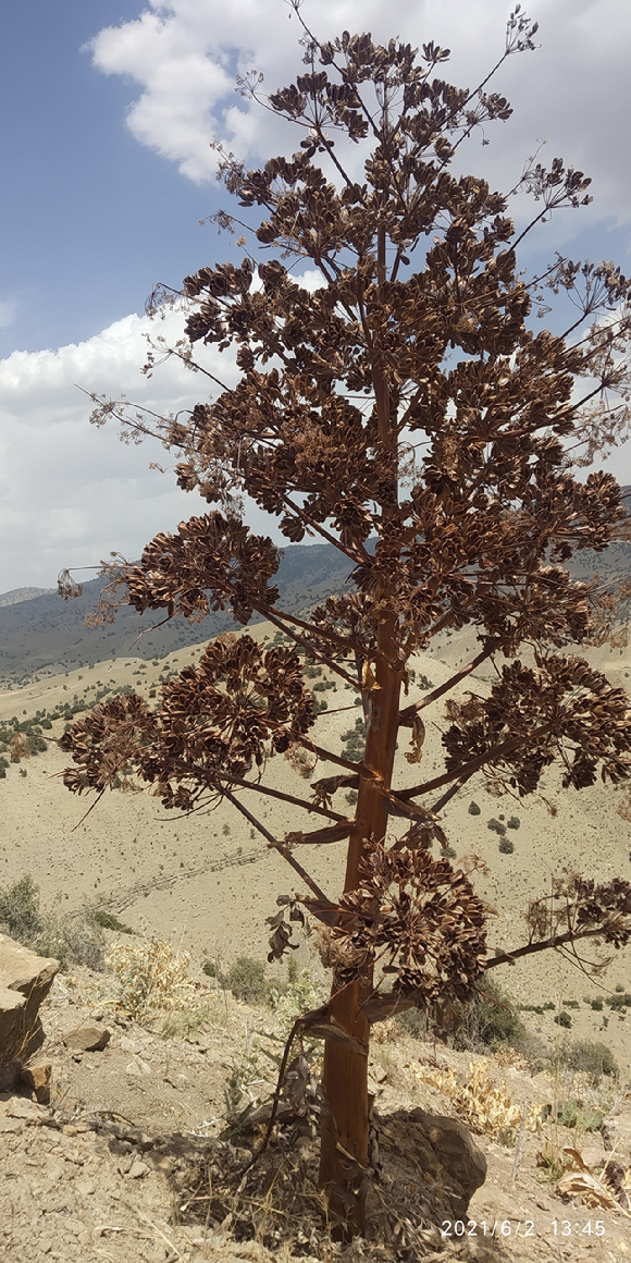 중앙아시아 유용식물 페룰라 타드쉬코 [사진=한국수목원정원관리원]