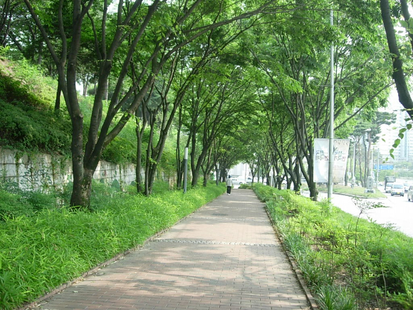 광주광역시 북구 하서로 가로수길 [사진=산림청]