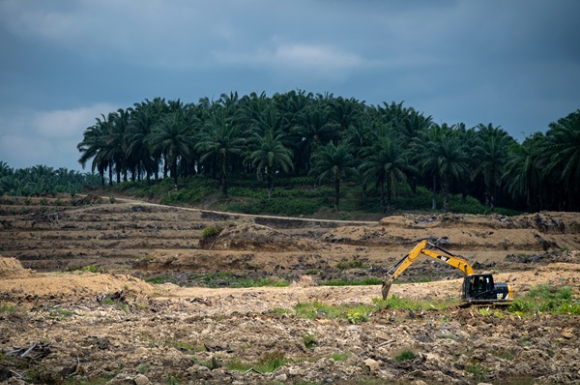 케이지에 갇힌 오랑우탄. [사진=&copy;WWF-Indonesia Chairul Saleh]