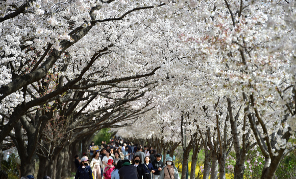 지난 26일 오후 대구 동구 금호강변 둔치에서 시민들이 벚꽃길을 산책하고 있다. [사진=뉴시스]