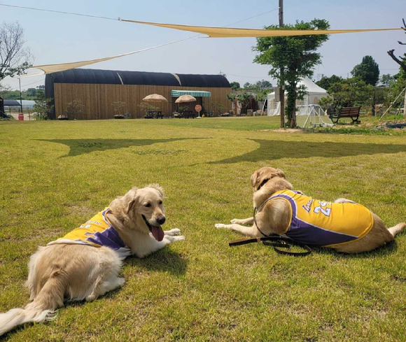 얼롱 마당 스페이스 플랫폼에 등록된 잔디 마당에서 반려견들이 휴식을 즐기고 있는 모습. [사진=LG유플러스]