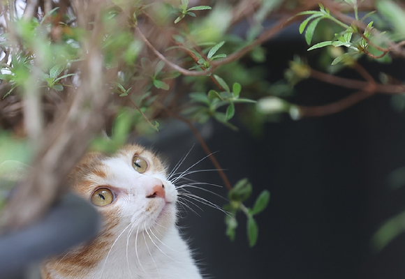 경기 양주화훼단지에서 고양이가 사쓰끼의 새순을 바라보고 있다. 2026.2.19 [사진=연합뉴스]