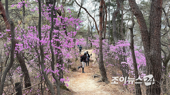 오는 25일 조이뉴스24(대표 이창호)가 주최하는 '산악인 오은선 대장과 함께 하는 제 13회 희망찾기 등산&middot;트레킹교실'이 북한산 진달래능선에서 열리는 가운데 4일 등산객들이 진달래능선에서 산행하고 있다. [사진=정소희 기자]