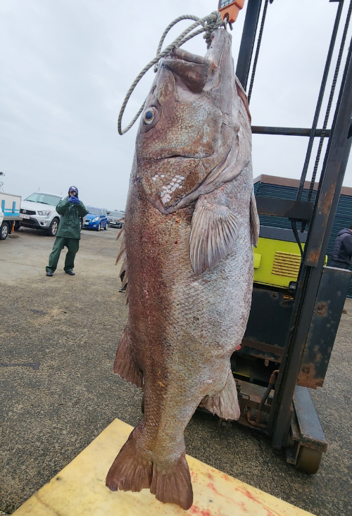 지난 16일 제주 해역에서 몸길이 183㎝, 몸무게 약 140㎏인 '전설의 심해어' 돗돔이 잡혀 화제가 되고 있다. 사진은 돗돔. [사진=연합뉴스]