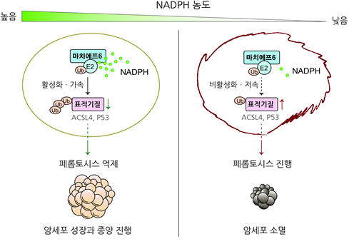 NADPH 함량이 특정 기준치 이하로 떨어질 때는 마치에프6의 활성도가 낮아진다. 그 결과 안정화된 페롭토시스 유도 단백질들에 의해 세포사멸이 일어난다. 이는 효과적으로 암세포의 소멸을 유도한다. [사진=한국연구재단]