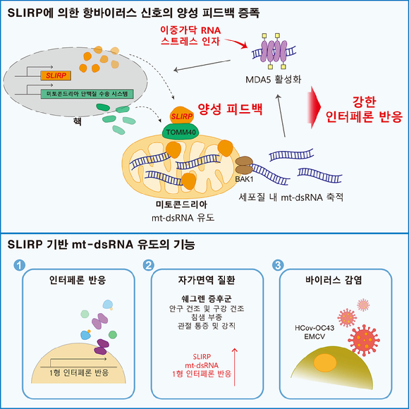 KAIST 등 국제 연구팀이 면역반응을 안정·증폭시키는 단백질 슬러프(SLIRP)를 찾아냈다. [사진=KAIST]
