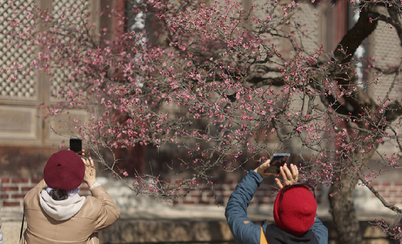 12일 오후 경남 양산시 통도사 사찰에 홍매화가 펴 시선을 끌고 있다. 2026.2.12 [사진=연합뉴스]