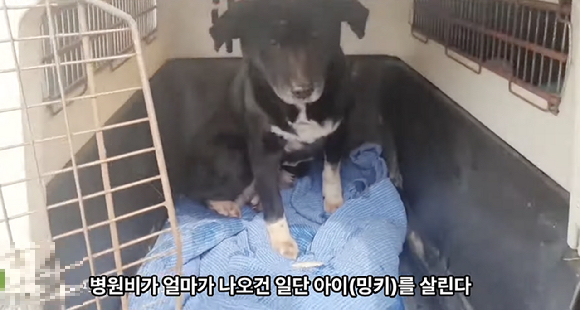 사람에게 심한 학대를 당한 개가 구조된 사연이 알려지면서 누리꾼들은 충격에 휩싸였다. 사진은 학대 당한 반려견 구조 당시 모습. [사진=유튜브 채널 '그남자의 멍한여행']