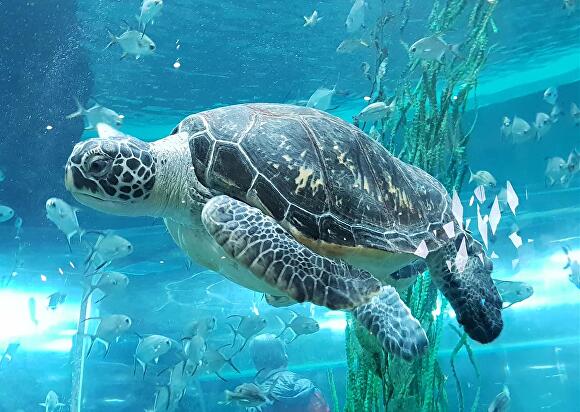 제주특별자치도는 국제적으로 멸종위기에 처해 있는 바다거북 6마리를 오는 25일 중문 색달 해수욕장에서 자연 방류한다. 푸른바다거북. [사진=국립해양박물관]