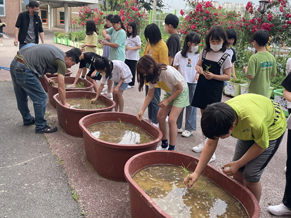 아이들이 도시학교 친환경 쌀 모내기 체험을 하고 있다. [사진=해남군]