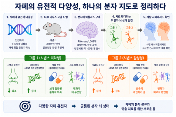 국내 연구팀이 자폐의 &lsquo;분자 지도&rsquo;를 정리했다. 새로운 치료 전략이 나올 수 있을 것인지 눈길을 끈다. [사진=IBS]