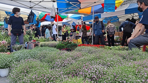 모란 민속오일장 화원을 찾아 꽃을 구경하고 있는 시민들의 모습 [사진=변준성 기자]