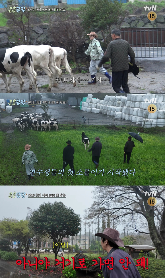 콩콩팜팜 [사진=tvN]