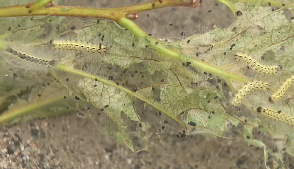 최근 한강공원 등에 송충이를 닮은 미국흰불나방의 출몰로 시민들이 불편을 겪고 있다. [사진='pulsesang' 인스타그램 캡처]