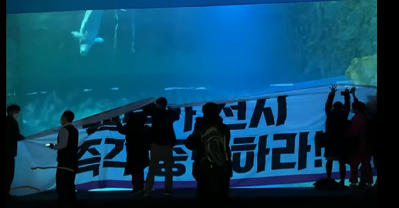 롯데월드 벨루가. [사진=롯데월드 아쿠아리움]