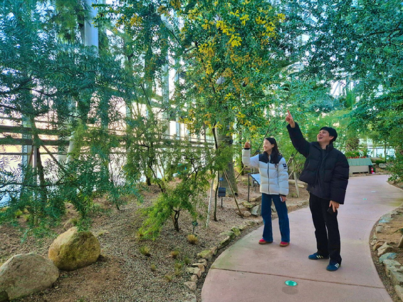 국립세종수목원 사계절전시온실에 전시된 아카시아를 관람하고 있다. [사진=국립세종수목원]