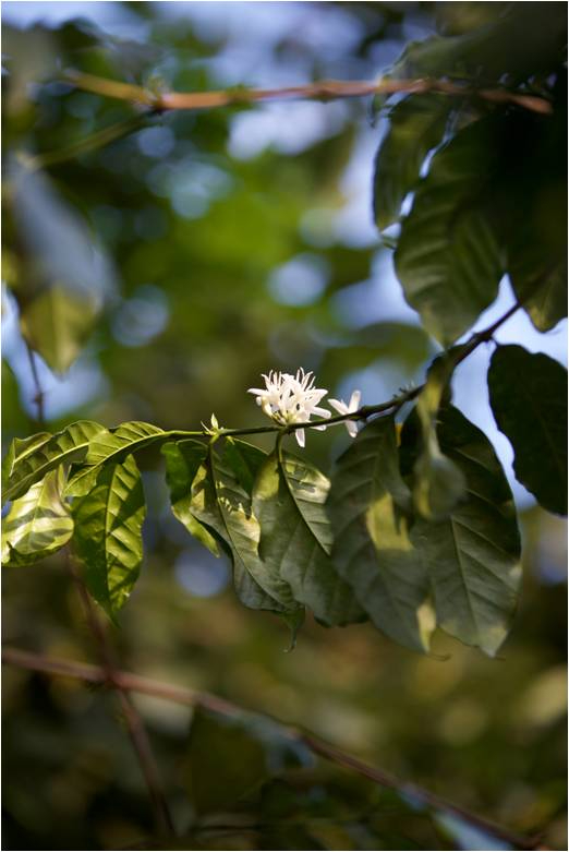 ◇김태호 커피 매거진 '드립' 편집장