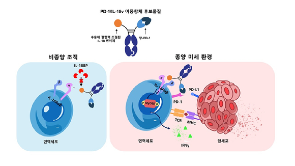 갤럭스가 개발 중인 PD-1/IL-18v 이중항체의 작용 개념도. [사진=갤럭스 제공]