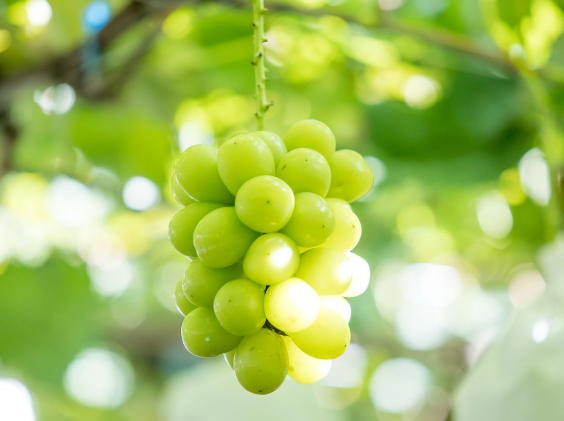 맛있는 샤인머스캣을 고르는 방법에 대한 전문가의 의견이 공개됐다. 사진은 샤인머스캣. [사진=Tempo.co English]