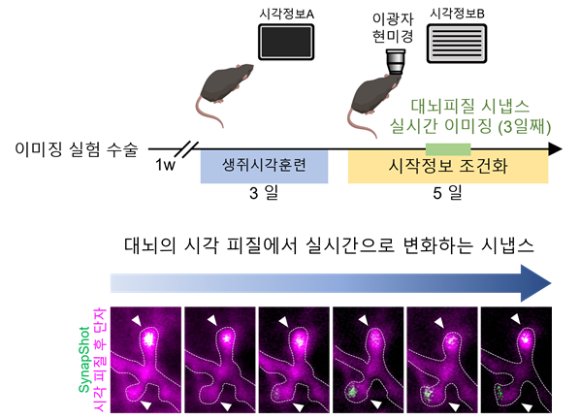 학습시킨 생쥐의 대뇌 시각 피질에서 생체 내 이미징 기술로 실시간으로 시냅스의 변화 관찰. 세포 수준에서뿐만 아니라 이광자 현미경 (two-photon microscopy)으로 생체 내 이미징 기술을 이용하여 시각적인 훈련을 통해 학습시킨 생쥐의 시각 피질에서 실시간으로 변화하는 시냅스를 관찰한 현미경 사진. [사진=KAIST]