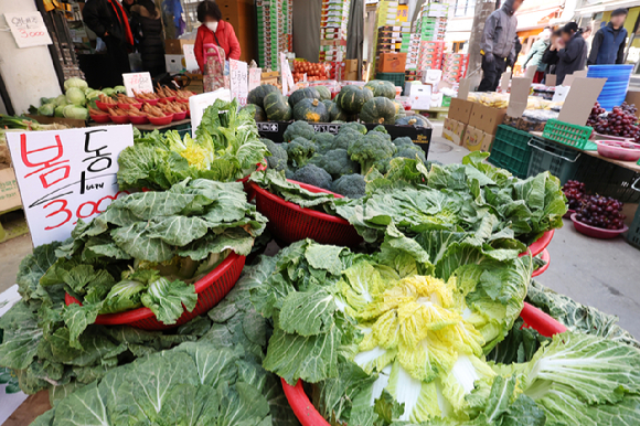 봄동이 뼈 건강과 장 건강, 면역력 관리에 도움을 줄 수 있다는 전문가 설명이 제시됐다. 사진은 AI 생성 이미지로, 본 기사 내용과 무관. [사진=챗GPT]