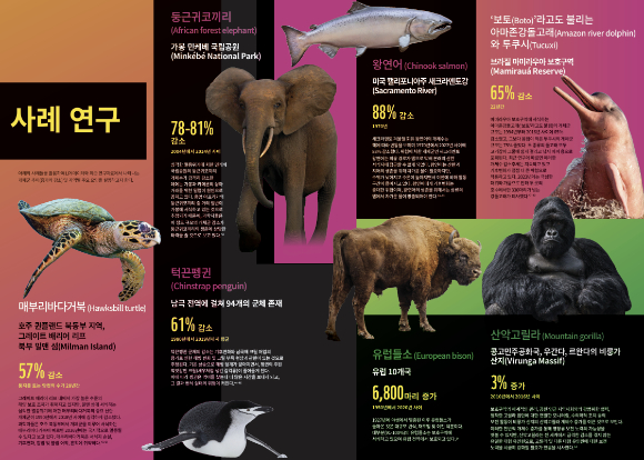 보호종으로 지정돼 증가하는 야생동물도 있는데 대부분 급감하고 있는 것으로 파악됐다. [사진=WWF]