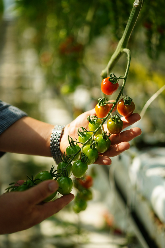 충남 부여군 세도면 최형남 농가의 대추방울토마토 [사진=이랜드 킴스클럽]