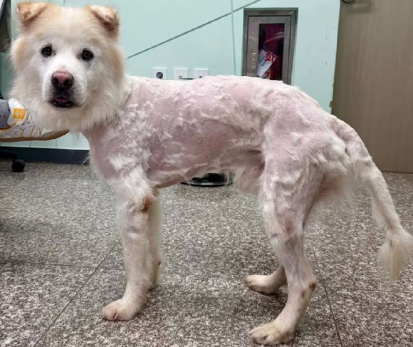 강원도 한 보호소에 머물던 유기견이 입양 7시간 만에 풍성했던 털이 모두 깎인 채로 파양됐다는 충격적인 사연이 전해졌다. 사진은 입양됐다 파양된 유기견 쿠노. [사진=강릉 유기동물 입양홍보 인스타그램]