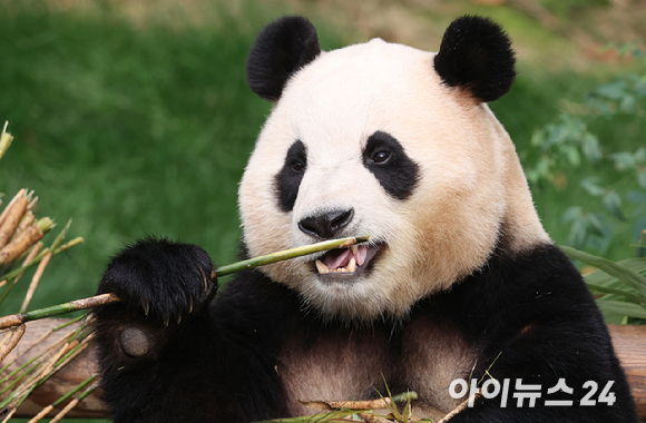 푸바오가 일반 관람객들을 만나는 마지막 날인 지난 2024년 3월 3일 오전 용인 에버랜드 판다월드 실내 방사장에서 푸바오가 대나무를 먹고 있다. [사진=사진공동취재단]