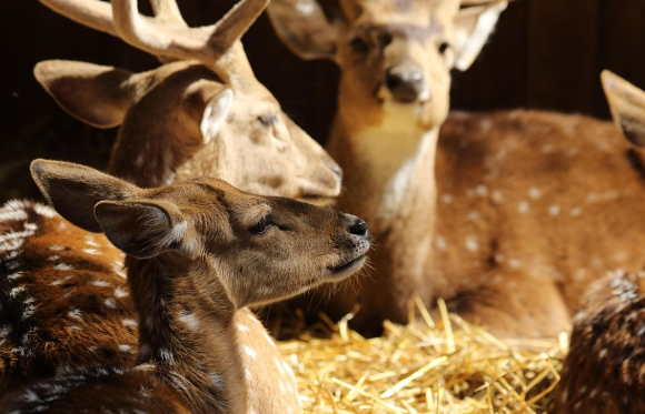 경기도 광명 한 농장에서 사슴 5마리가 탈출한 가운데, 농장주의 요청으로 당국이 수사를 중단했다. 본 기사와 무관한 이미지. [사진=픽사베이@OrnaW]