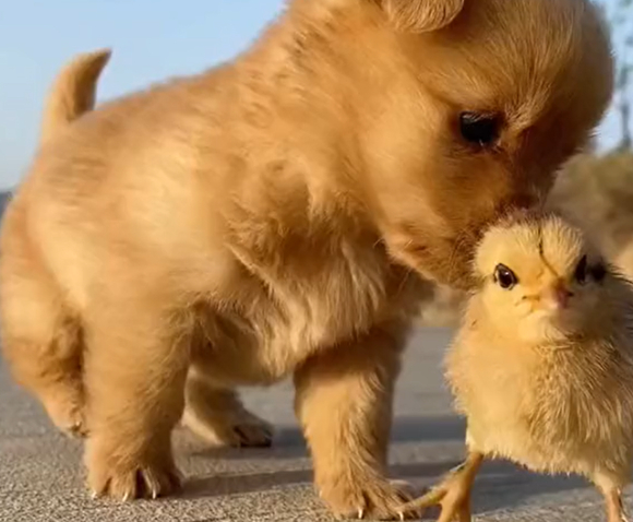 새끼 강아지는 그저 병아리와 친구가 되고 싶었을 것이다. 다만 그러기에 병아리가 너무 작았을 뿐. [사진=틱톡]
