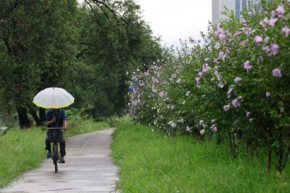 남부지방에 정체전선 영향으로 비가 내린 12일 오전 광주 서구 양동에서 한 시민이 무궁화가 핀 산책로를 지나고 있다. [사진=연합뉴스]