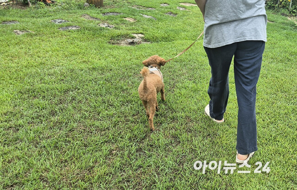 반려견과 함께 사는 고령자, 치매 위험 낮다고? [지금은 과학]