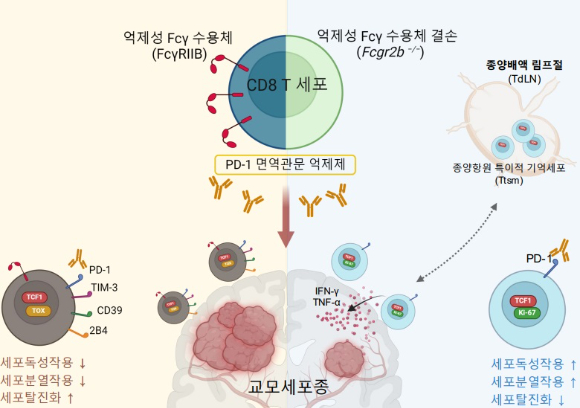 국내 연구팀이 난치성 암종에서 T세포가 만성적 항원에 노출돼 기능이 상실되거나 약화된 원인을 분석, T세포 활성 제어 인자를 발굴하고 치료 효능 증진 원리를 규명했다. [사진=KAIST]