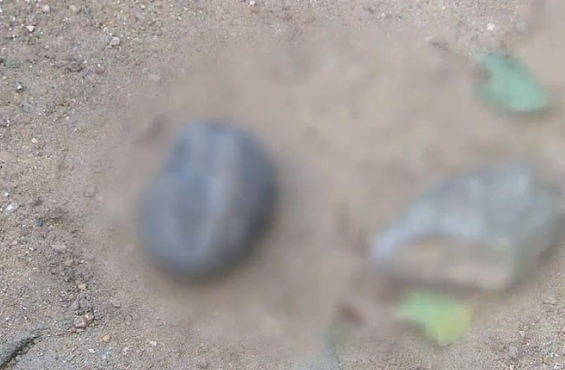 지난 17일 오후 4시 30분쯤 서울 노원구 한 아파트에서 한 초등학교 저학년 학생이 던진 돌에 70대 남성이 맞아 사망하는 사건이 발생했다. 사진은 해당 초등학생이 던진 것으로 추정되는 돌. [사진=SBS 보도화면 캡처]