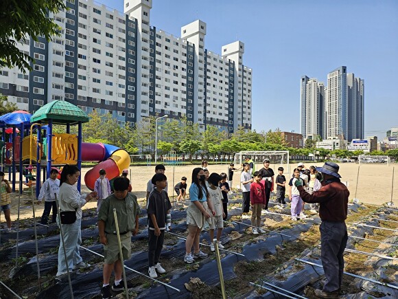 도심 초등학생들이 학교 텃밭에서 농업 체험을 하고 있다. [사진=익산시]