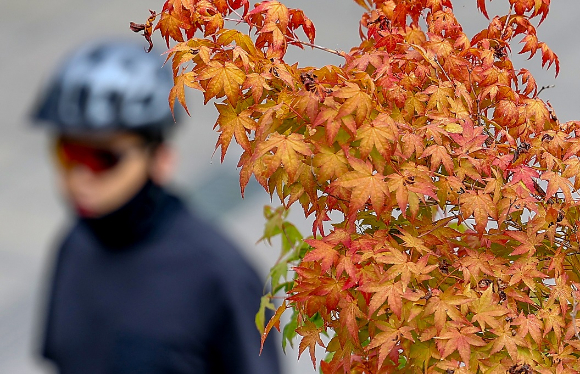 맑은 날씨에 서울 용산구 노들섬에 단풍이 물들고 있다. [사진=연합뉴스]