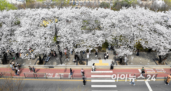 3일 오전 서울 여의도 윤중로 벚꽃길에서 시민들이 꽃놀이를 즐기고 있다. 윤중로 벚꽃길은 8일까지 여의도 봄꽃축제를 위해 교통이 전면통제된다. [사진=곽영래 기자]