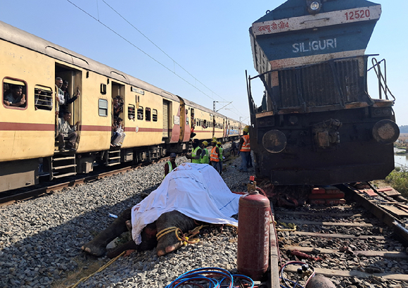 20일(현지시간) 인도 북동부 아삼주에서 열차가 코끼리 떼와 충돌해 코끼리 7마리가 폐사한 현장. 2025.12.21 [사진=로이터 연합뉴스 자료사진]