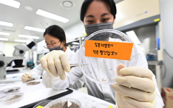 경기도 수원시 권선구 경기도보건환경연구원에서 연구원들이 채집한 모기를 분류하고 있다. [사진=뉴시스]