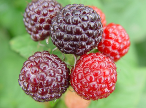 복분자가 생식 건강과 항산화 작용, 눈 건강 등에 도움이 될 수 있다는 전문가 설명이 제시됐다. 사진은 AI 생성 이미지로, 본 기사 내용과 무관. [사진=챗GPT]