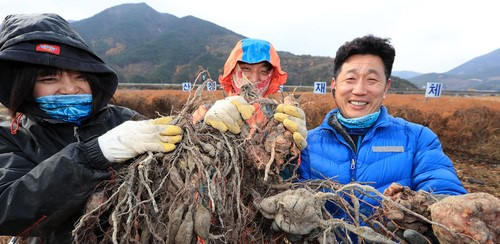 경남 산청군 산청읍 장광들 약초재배단지에서 참들애영농조합법인 직원들이 하수오를 수확하고 있다. [사진=산청군/뉴시스]