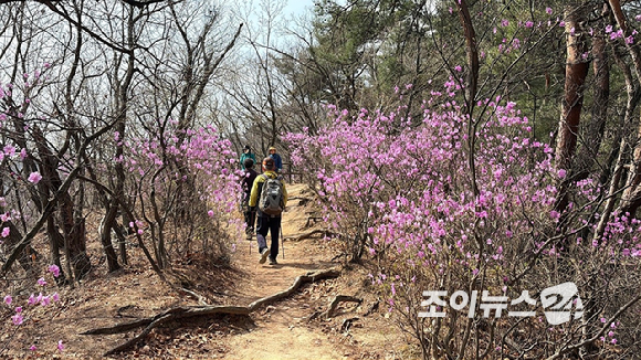 오는 24일 조이뉴스24(대표 이창호)가 주최한 '산악인 오은선 대장과 함께 하는 제 13회 희망찾기 등산&middot;트레킹교실'이 북한산 진달래능선에서 열리는 가운데 4일 등산객들이 진달래능선에서 산행하고 있다. [사진=정소희 기자]