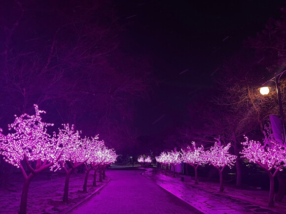 의림지 수변무대 일대에 조성된 의림지 벚꽃스퀘어 광장 야간 조명 모습. [사진=제천시]