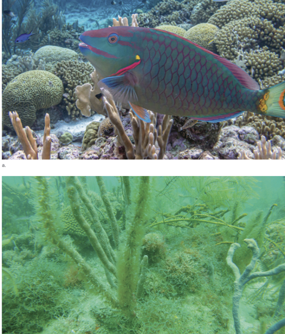 스탑라이트 패럿피시(stoplight parrotfish)는 산호 표면의 미생물과 조류를 먹이로 삼아 산호가 증식하는 데 필요한 공간과 빛, 영양분을 얻게 해준다(a).) 패럿피시가 남획돼 개체수가 감소하면 조류 증식으로 인해 산호초가 쇠퇴하고 죽음에 이른다(b). [사진=WWF]