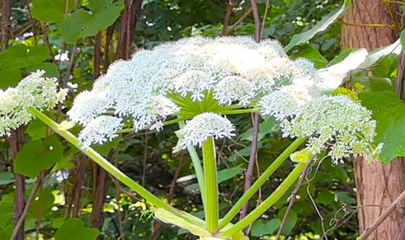 영국의 한 남성이 큰멧돼지풀(Giant Hogweed)을 만지고 물집이 잡혔다. [사진=데일리메일 캡처]