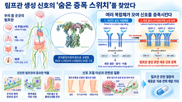 국내 연구팀이 림프부종과 암 전이 등과 관련된 질환의 새로운 치료 전략을 세우는 데 중요한 실마리를 찾아냈다. [사진=KAIST]