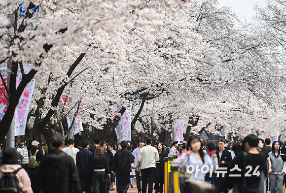 3일 오전 서울 여의도 윤중로 벚꽃길에서 시민들이 꽃놀이를 즐기고 있다. 윤중로 벚꽃길은 8일까지 여의도 봄꽃축제를 위해 교통이 전면통제된다. [사진=곽영래 기자]